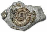 Jurassic Ammonite (Promicroceras) Fossil - Lyme Regis #357114-1